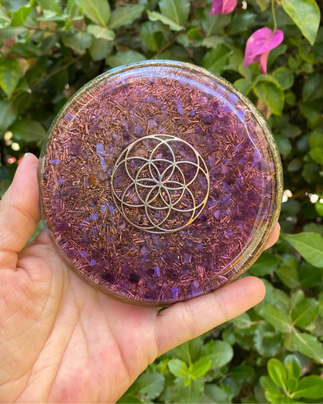 Plato Orgon Semilla de la Vida