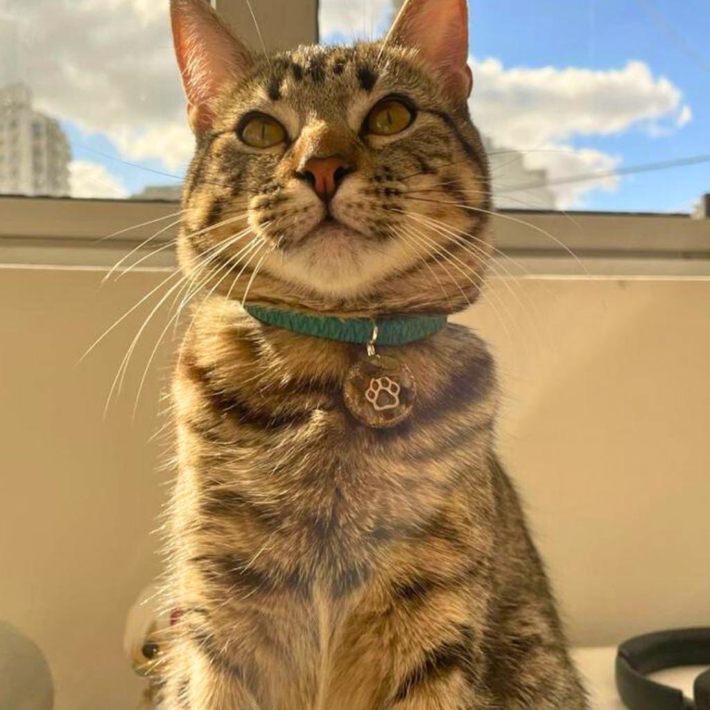 orgon para tu mascota collar